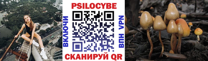 купить наркоту  Закаменск  Псилоцибиновые грибы Psilocybe 
